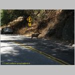 20060823_Sequoia_014 copia.jpg